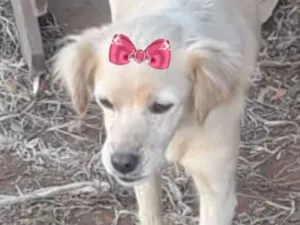 Cachorro raça Mestiça  idade 2 a 6 meses nome Luna 
