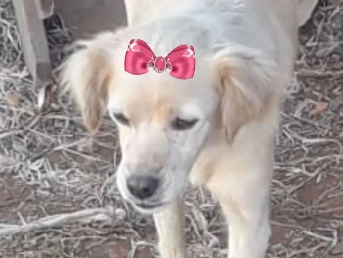 Cachorro ra a Mestiça  idade 2 a 6 meses nome Luna 