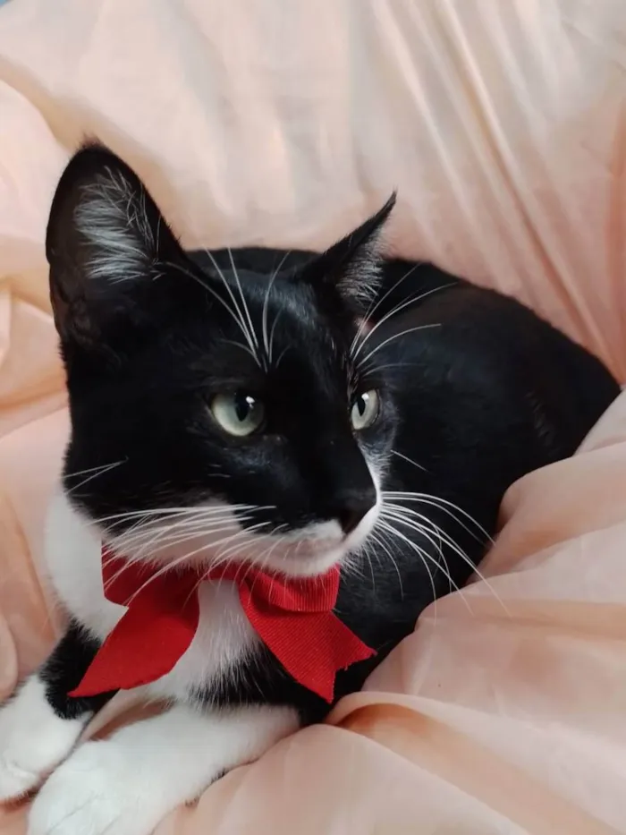 Gato ra a SEM RAÇA DEFINIDA.  idade 7 a 11 meses nome Lindinho.