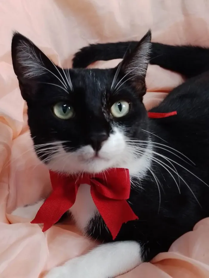 Gato ra a SEM RAÇA DEFINIDA.  idade 7 a 11 meses nome Lindinho.