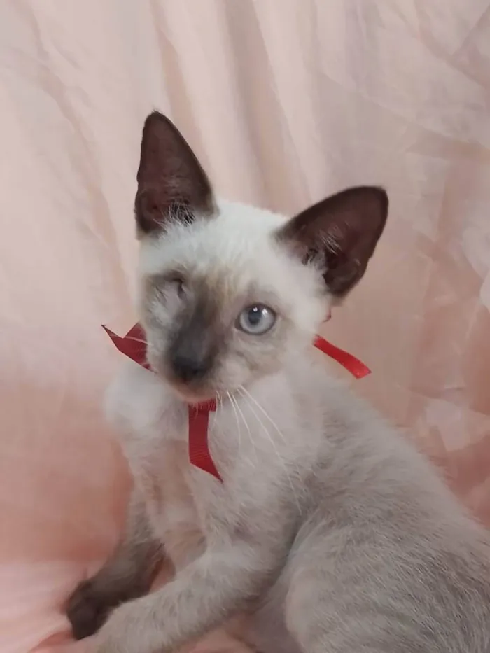 Gato ra a SEM RAÇA  idade  nome Príncipe.