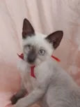 Príncipe.