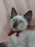 Príncipe.