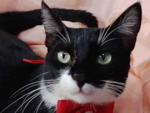 Gato raça SEM RAÇA DEFINIDA.  idade 7 a 11 meses nome Lindinho.