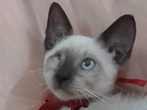 Gato raça SEM RAÇA  idade  nome Príncipe.
