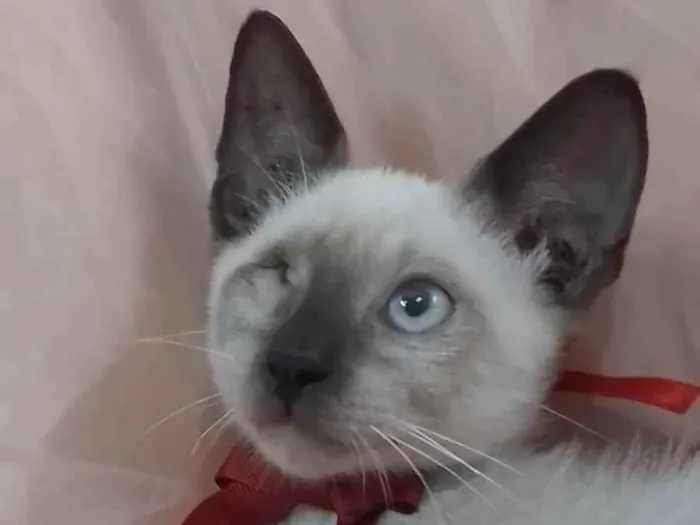 Gato ra a SEM RAÇA  idade  nome Príncipe.