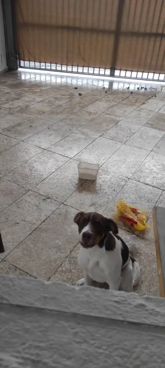 Cachorro ra a Vira lata idade 2 a 6 meses nome Thor