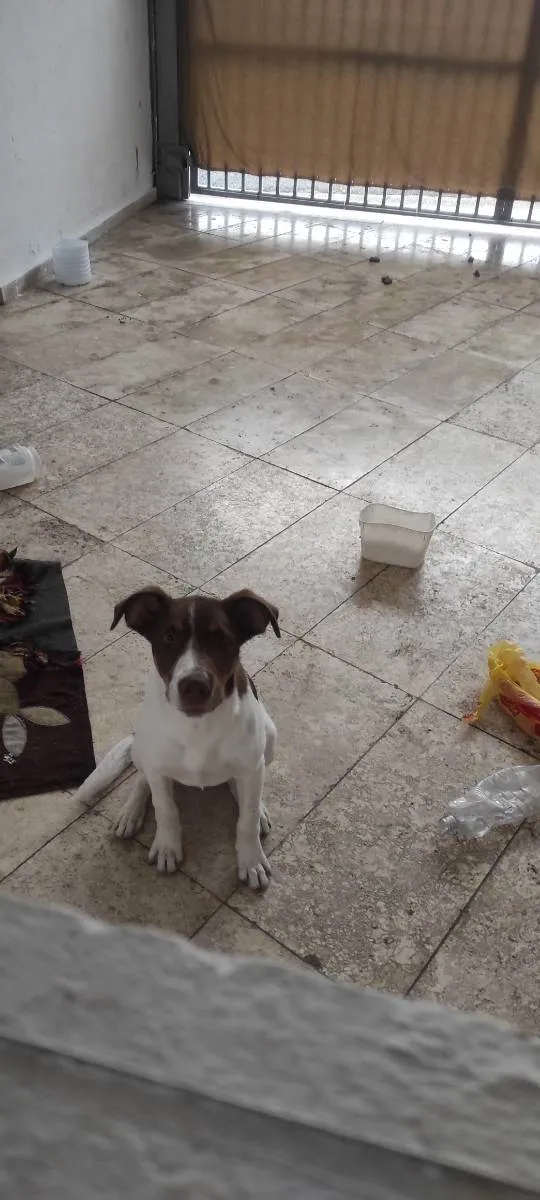 Cachorro ra a Vira lata idade 2 a 6 meses nome Thor