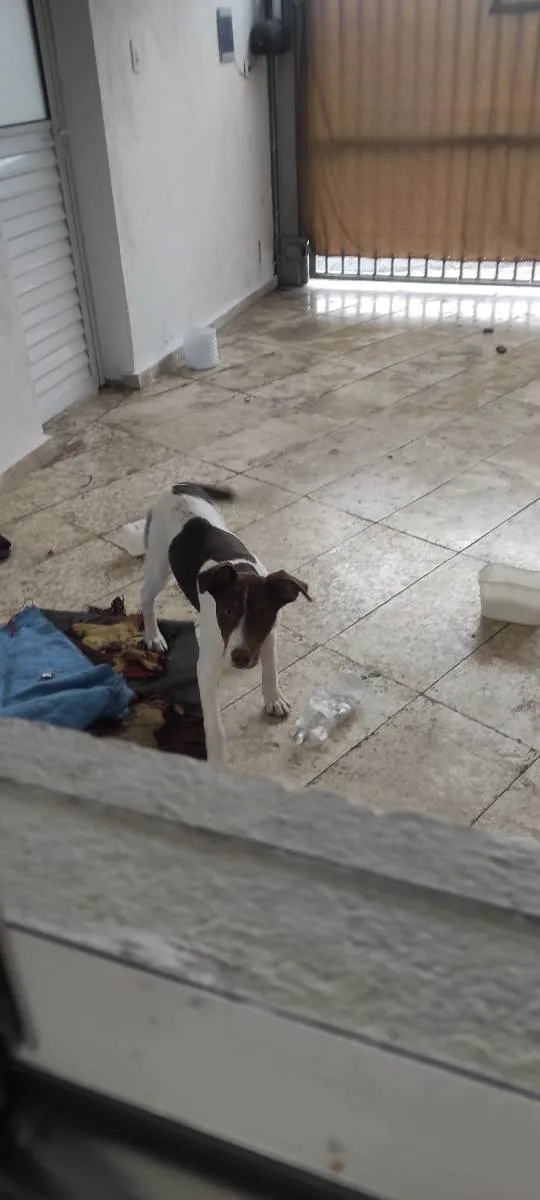 Cachorro ra a Vira lata idade 2 a 6 meses nome Thor