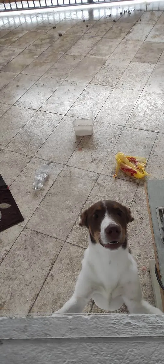 Cachorro ra a Vira lata idade 2 a 6 meses nome Thor
