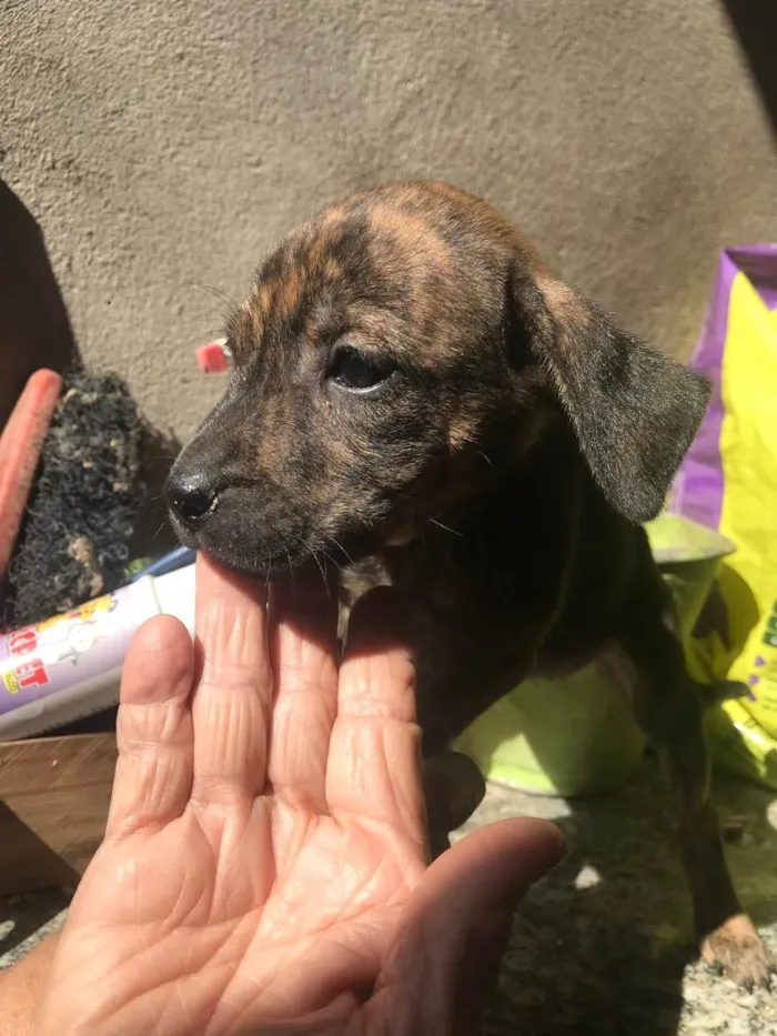 Cachorro ra a Vira lata idade 2 a 6 meses nome Sem nome