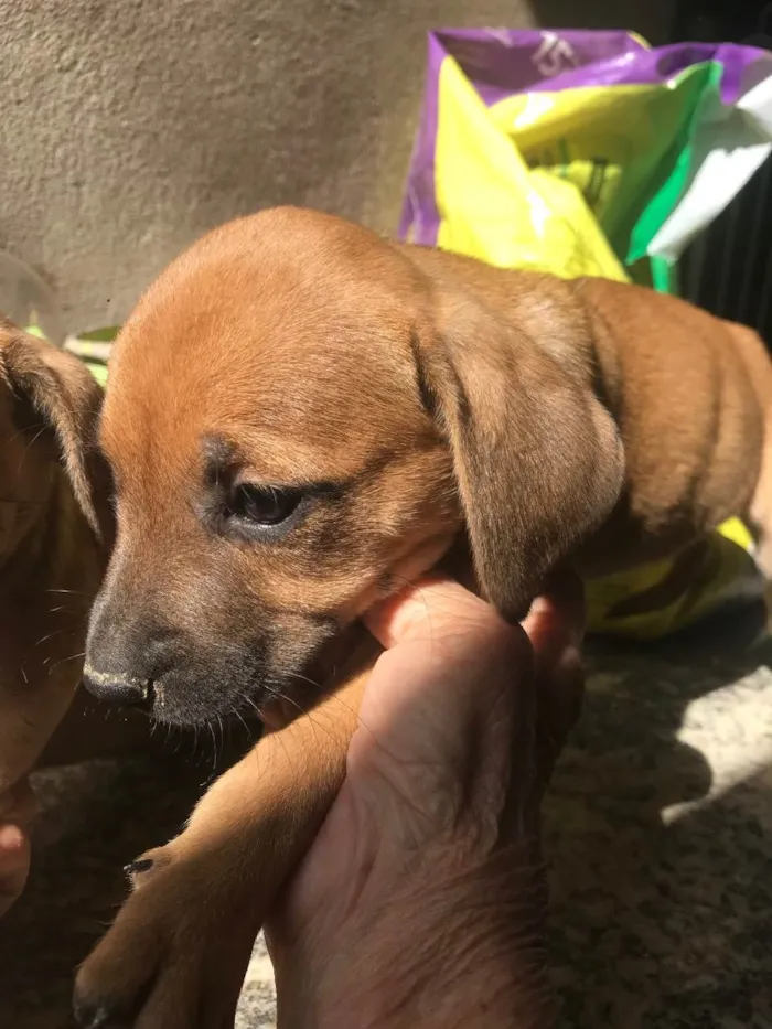 Cachorro ra a Vira lata idade 2 a 6 meses nome Sem nome