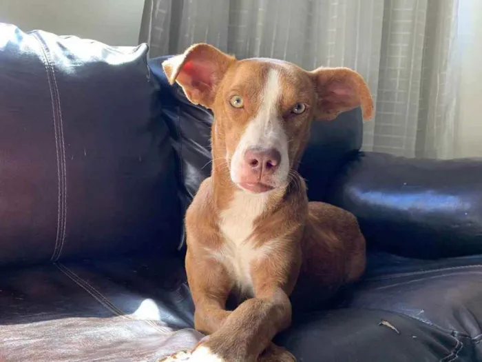 Cachorro ra a srd idade 1 ano nome -