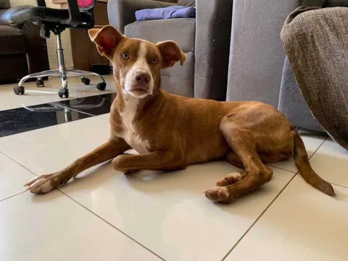 Cachorro ra a srd idade 1 ano nome -