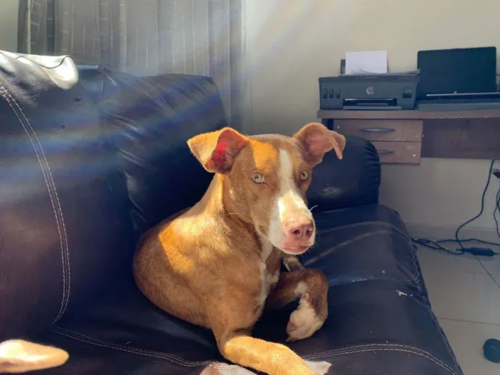 Cachorro ra a srd idade 1 ano nome -