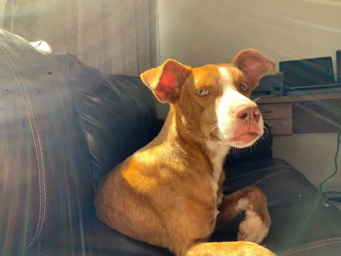 Cachorro ra a srd idade 1 ano nome -