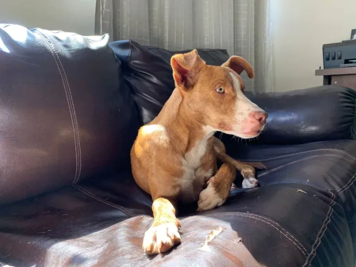 Cachorro ra a srd idade 1 ano nome -