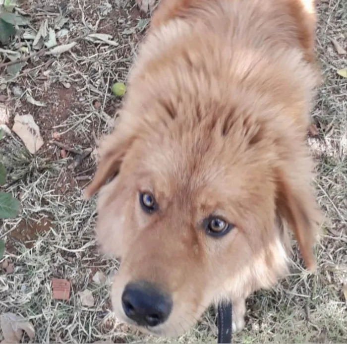 Cachorro ra a Mestiço  idade 2 a 6 meses nome Mike 