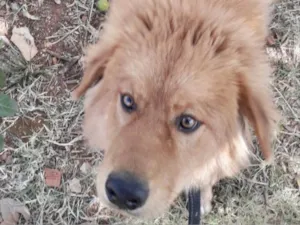 Cachorro raça Mestiço  idade 2 a 6 meses nome Mike 