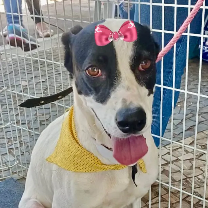 Cachorro ra a Mestiça  idade 2 anos nome Cristal 