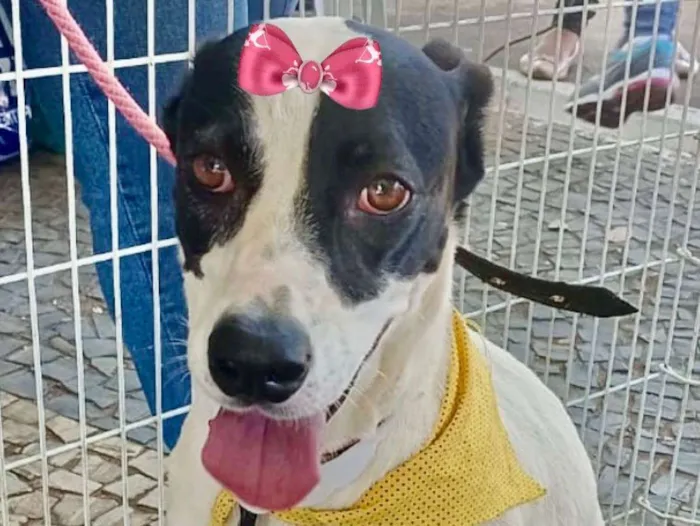 Cachorro ra a Mestiça  idade 2 anos nome Cristal 