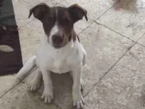 Cachorro raça Vira lata idade 2 a 6 meses nome Thor