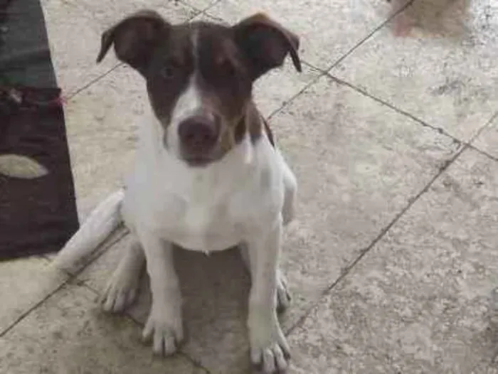 Cachorro ra a Vira lata idade 2 a 6 meses nome Thor