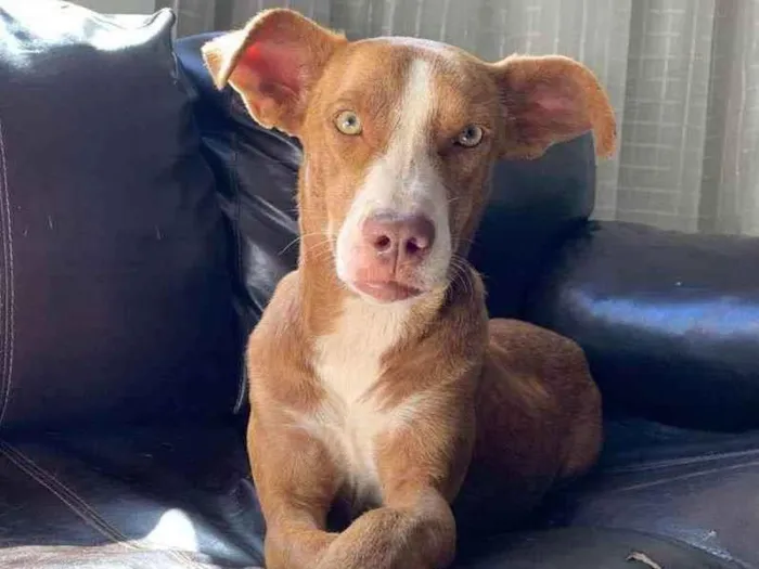Cachorro ra a srd idade 1 ano nome -