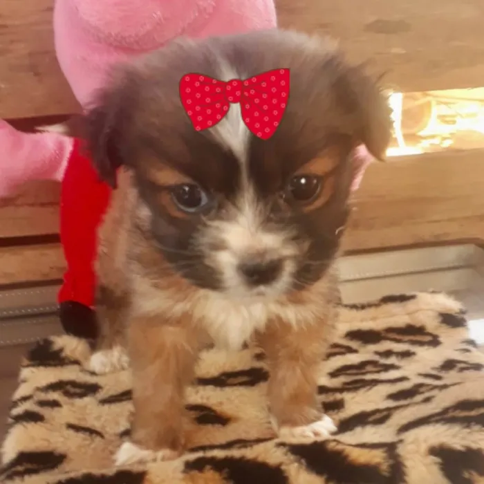 Cachorro ra a Mestiça  idade 2 a 6 meses nome Sofia 