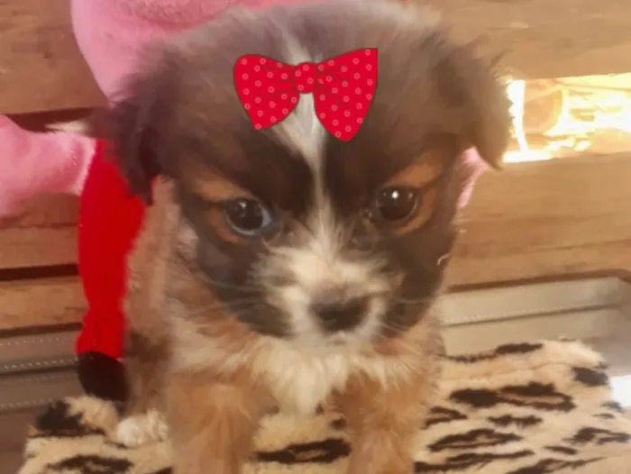 Cachorro ra a Mestiça  idade 2 a 6 meses nome Sofia 