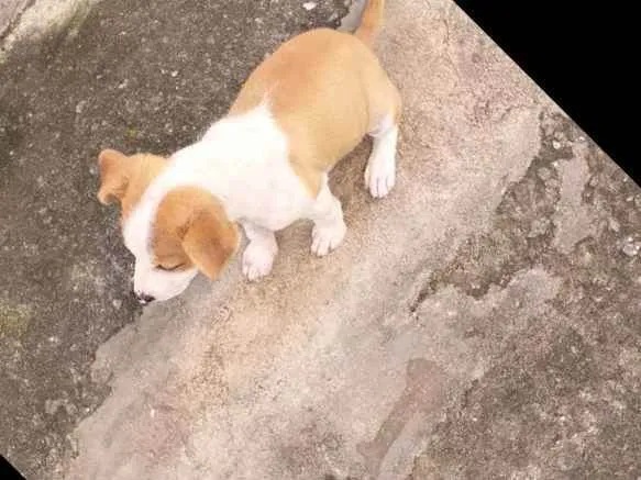 Cachorro raça Vira-lata idade 2 a 6 meses nome Filhote de Duquesa