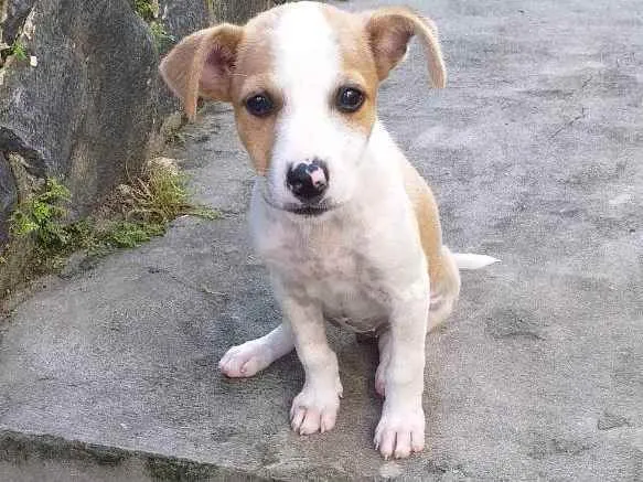 Cachorro raça Vira-lata idade 2 a 6 meses nome Filhote de Duquesa