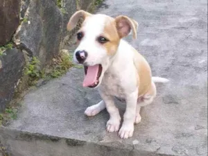 Cachorro raça Vira-lata idade 2 a 6 meses nome Filhote de Duquesa