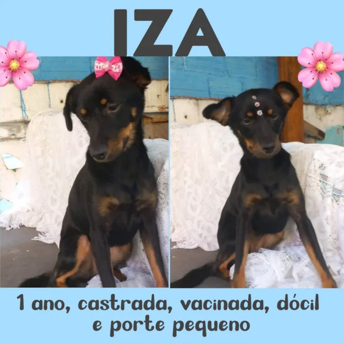 Cachorro raça  idade 1 ano nome Iza