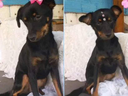 Cachorro raça  idade 1 ano nome Iza