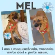 Mel