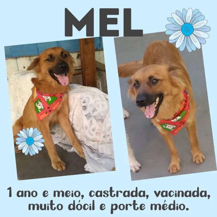 Cachorro raça  idade 1 ano nome Mel