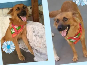 Cachorro raça  idade 1 ano nome Mel