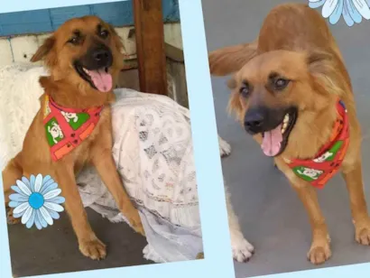 Cachorro raça  idade 1 ano nome Mel