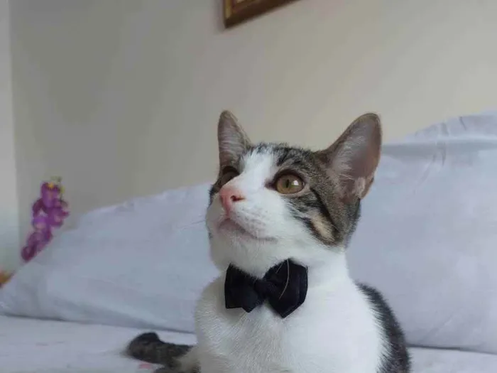 Gato raça Sem raça definida  idade 2 a 6 meses nome Molly - CASTRADO 