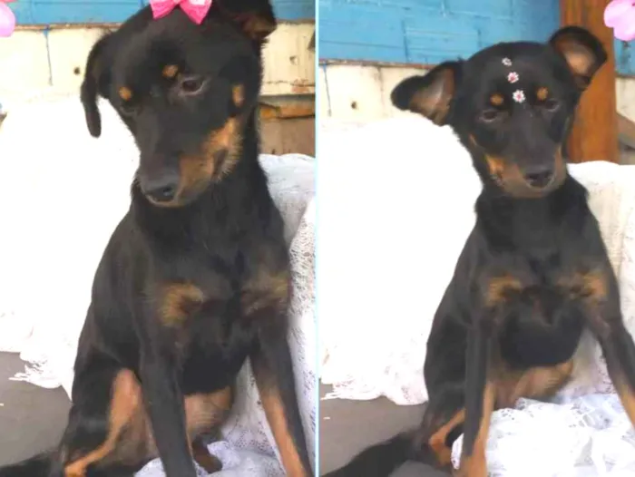 Cachorro raça  idade 1 ano nome Iza