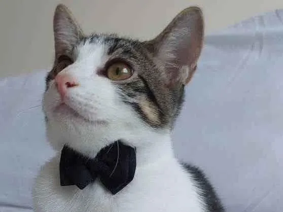 Gato raça Sem raça definida  idade 2 a 6 meses nome Molly - CASTRADO 