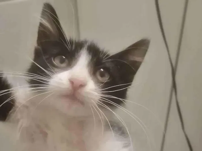 Gato ra a SRD idade 2 a 6 meses nome Zé Leôncio 