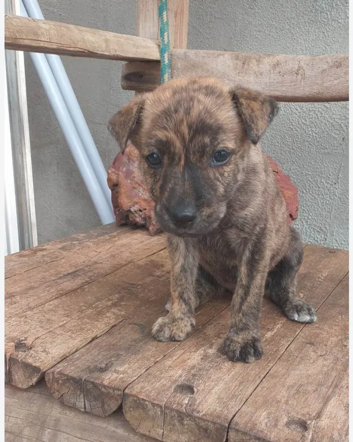 Cachorro raça SRD idade  nome Maria