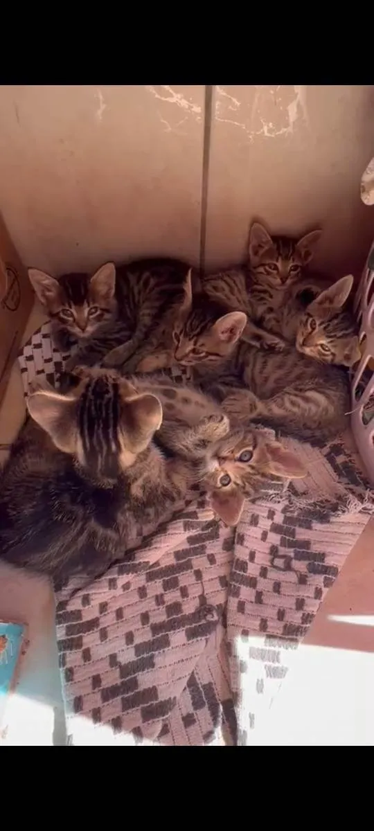 Gato ra a Felino SRD idade 2 a 6 meses nome Xuxuzinho