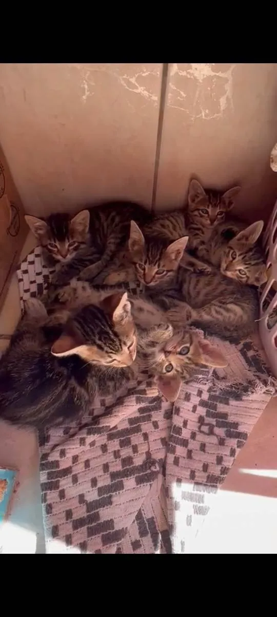 Gato ra a Felino SRD idade 2 a 6 meses nome Xuxuzinho
