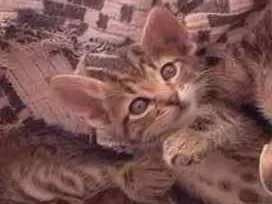 Gato ra a Felino SRD idade 2 a 6 meses nome Xuxuzinho