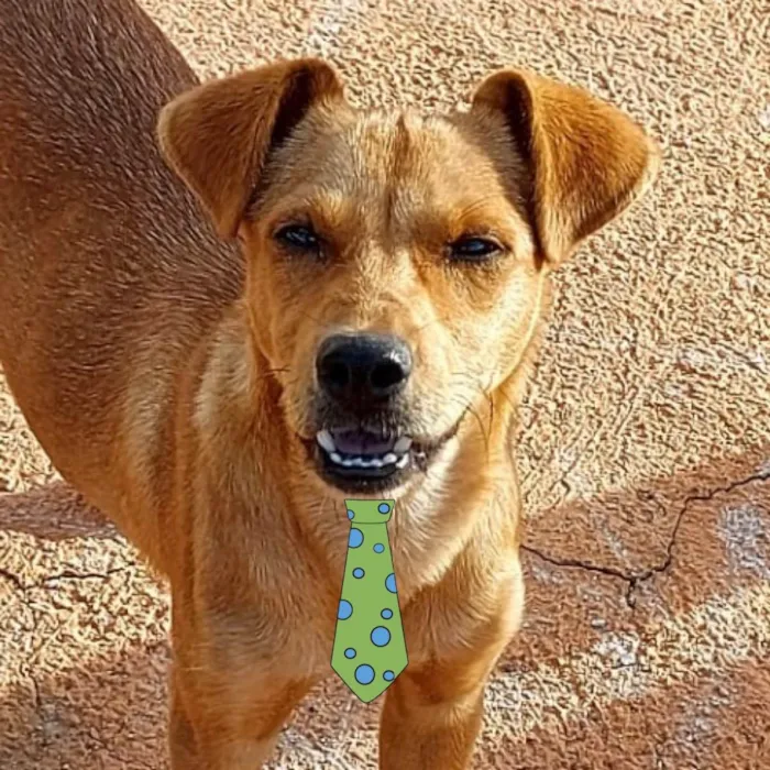 Cachorro ra a Mestiço  idade 2 a 6 meses nome Spike 