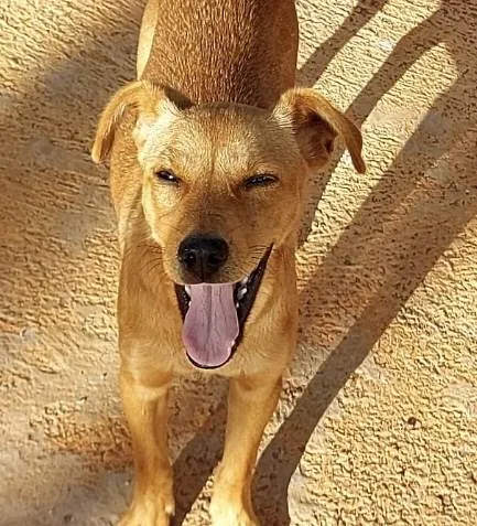 Cachorro ra a Mestiço  idade 2 a 6 meses nome Spike 