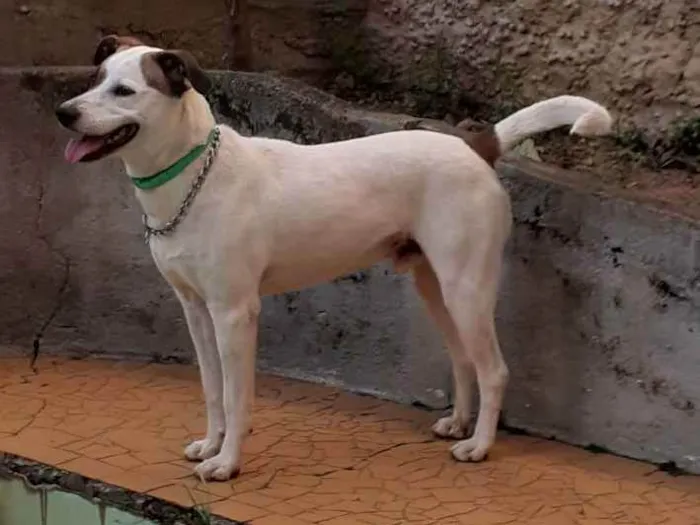 Cachorro ra a Srd  idade 3 anos nome Chico